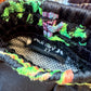 Hurley Parrot Shorts / 2T