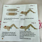 Postpartum Tan Recovery Belt (No Shipping)