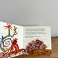 A House For Hermit Crab Book / 4-8 years