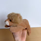 Lion Weighted Stuffy Toy (No Shipping)